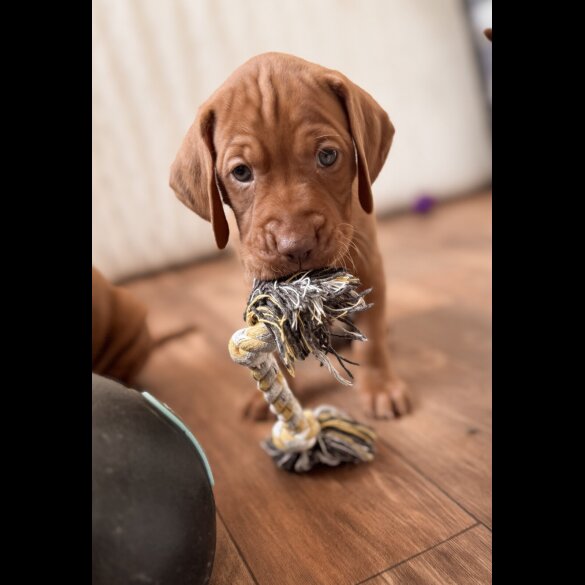 Hungarian Vizsla - Both