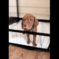 Hungarian Vizsla - Both