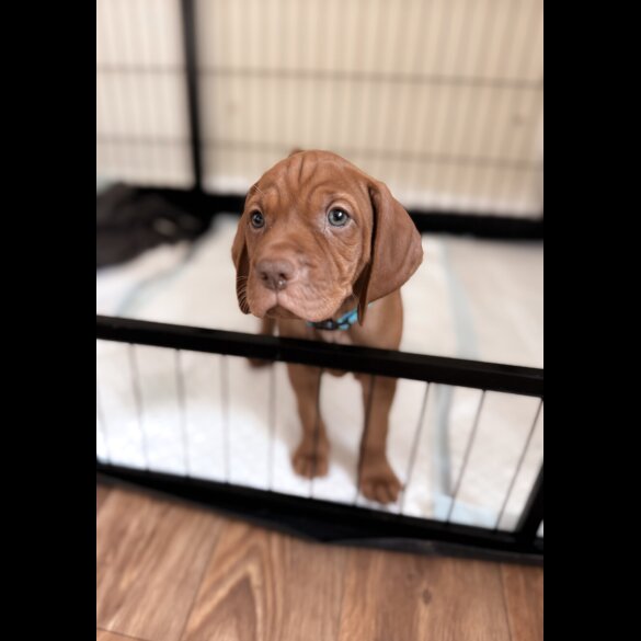 Hungarian Vizsla - Both