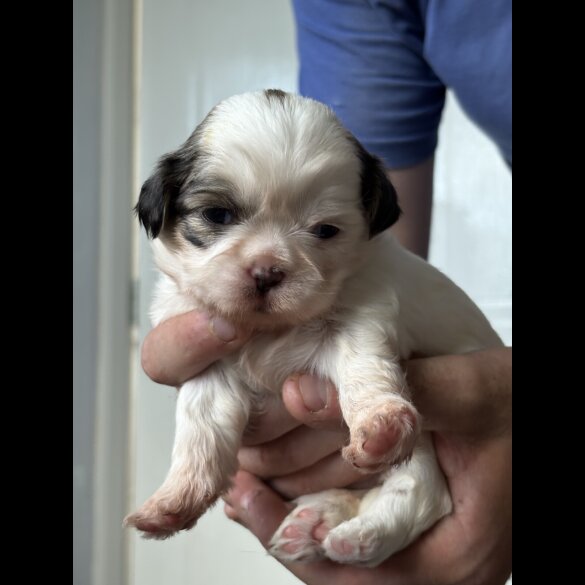Shih Tzu - Both