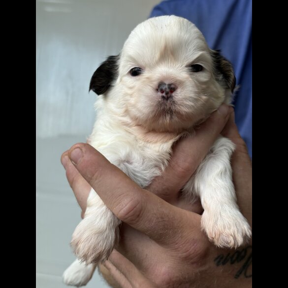 Shih Tzu - Both