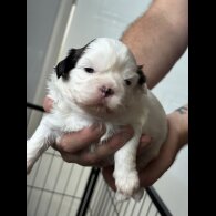 Shih Tzu - Both