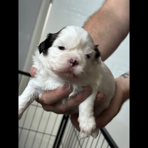 Shih Tzu - Both