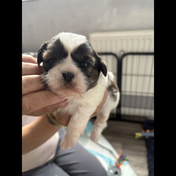 Shih Tzu - Both
