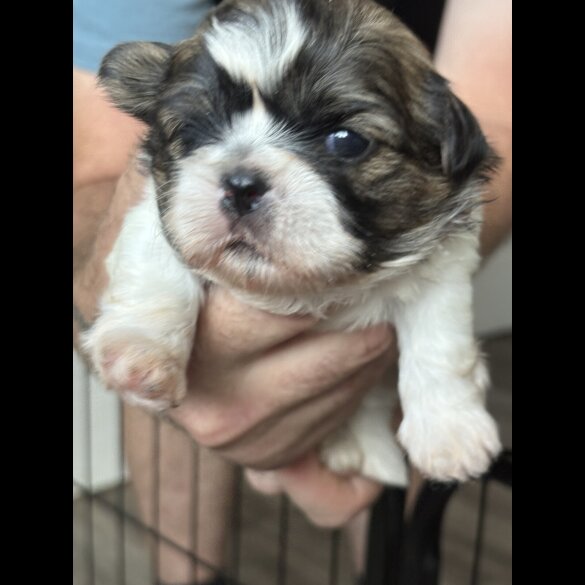 Shih Tzu - Both