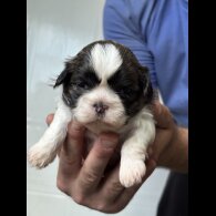 Shih Tzu - Both