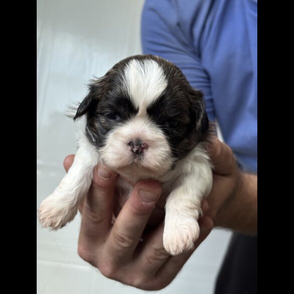 Shih Tzu - Both