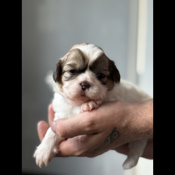 Shih Tzu - Both