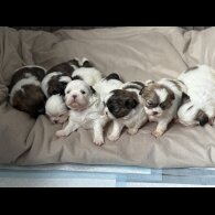 Shih Tzu - Both