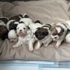 Shih Tzu - Both