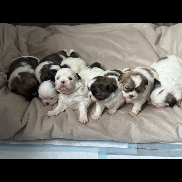Shih Tzu - Both