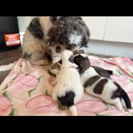 Shih Tzu - Both