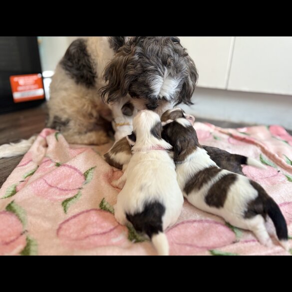 Shih Tzu - Both