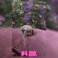 French Bulldog - Both