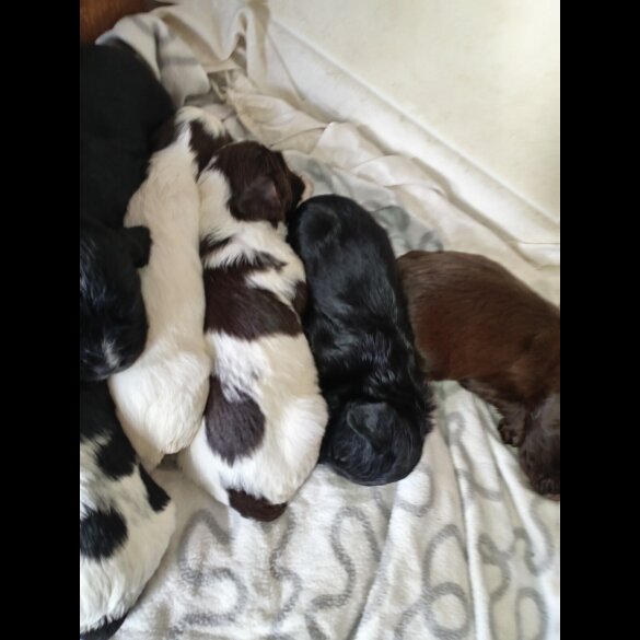Cocker Spaniel (Working &amp; Show) - Both