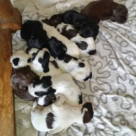 Cocker Spaniel (Working &amp; Show) - Both