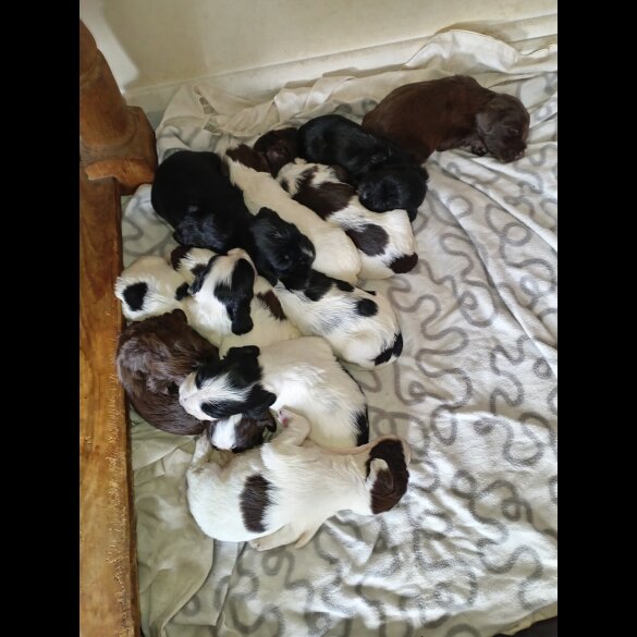 Cocker Spaniel (Working &amp; Show) - Both
