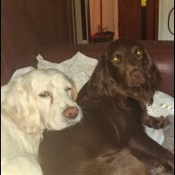 Cocker Spaniel (Working &amp; Show) - Both