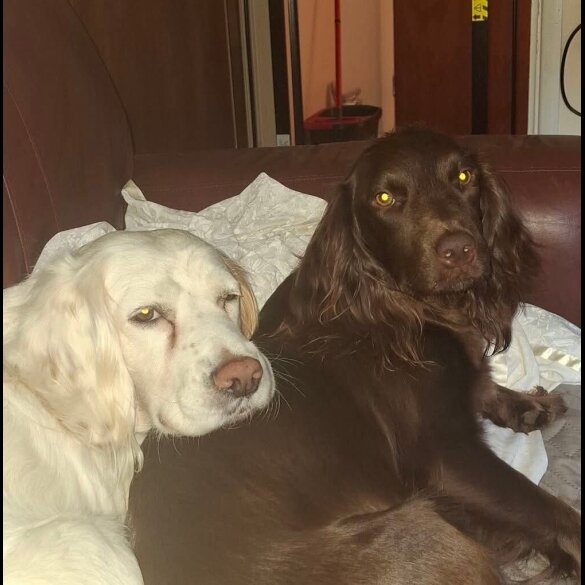 Cocker Spaniel (Working &amp; Show) - Both