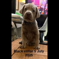 Labrador Retriever - Dogs