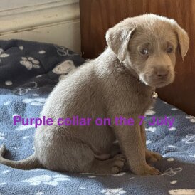 Labrador Retriever - Dogs