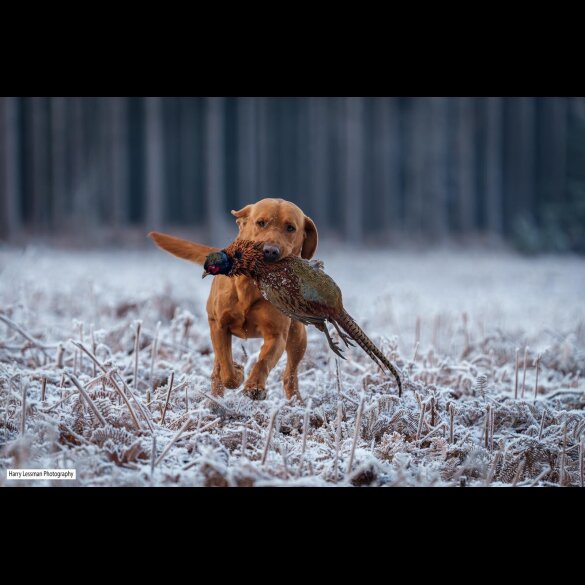 Labrador Retriever - Both