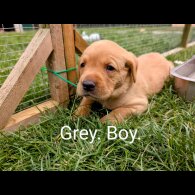 Labrador Retriever - Both