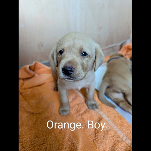 Labrador Retriever - Both
