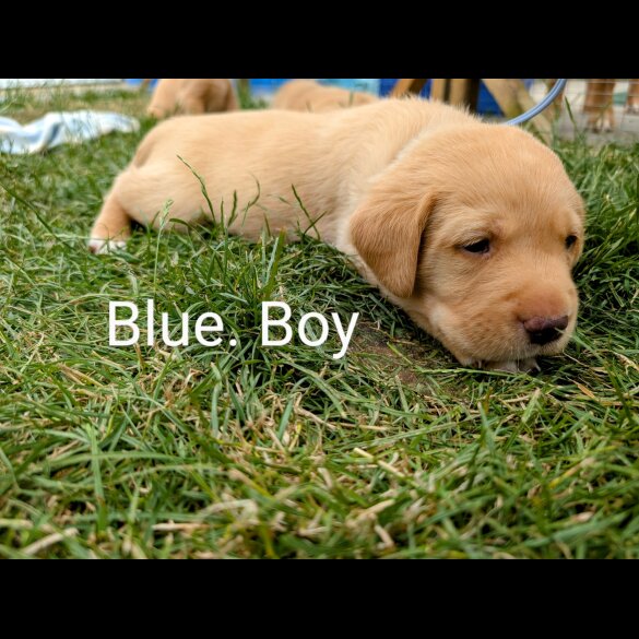 Labrador Retriever - Both
