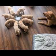 Labrador Retriever - Both
