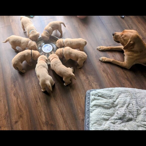 Labrador Retriever - Both