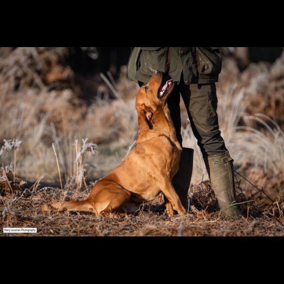 Labrador Retriever - Both