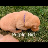 Labrador Retriever - Both