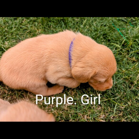 Labrador Retriever - Both