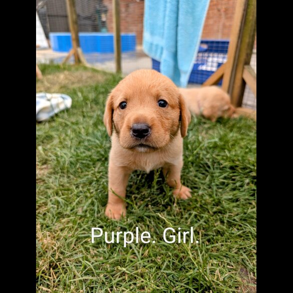 Labrador Retriever - Both