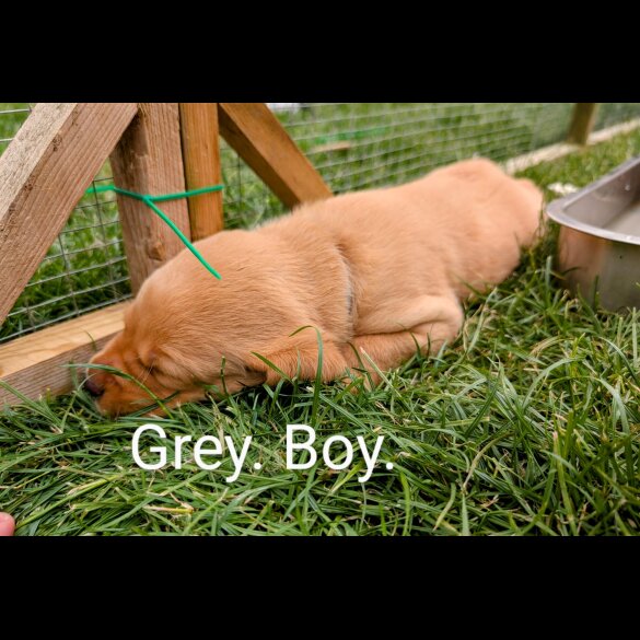 Labrador Retriever - Both