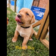 Labrador Retriever - Both