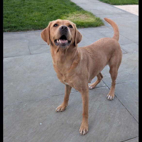 Labrador Retriever - Both