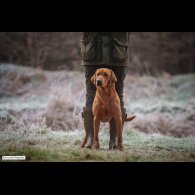 Labrador Retriever - Both