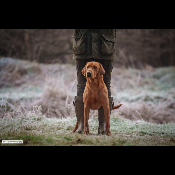 Labrador Retriever - Both