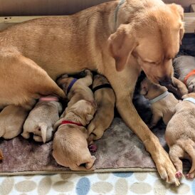 Labrador Retriever - Both