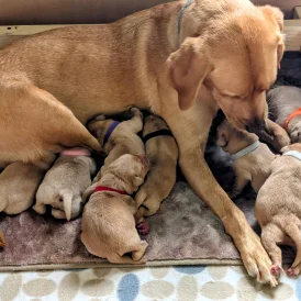 Labrador Retriever - Both