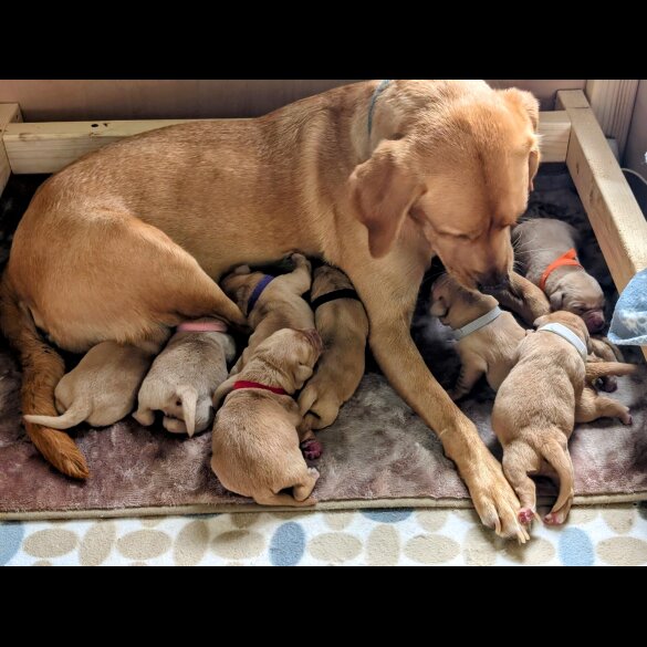 Labrador Retriever - Both