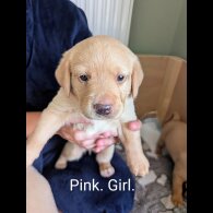 Labrador Retriever - Both
