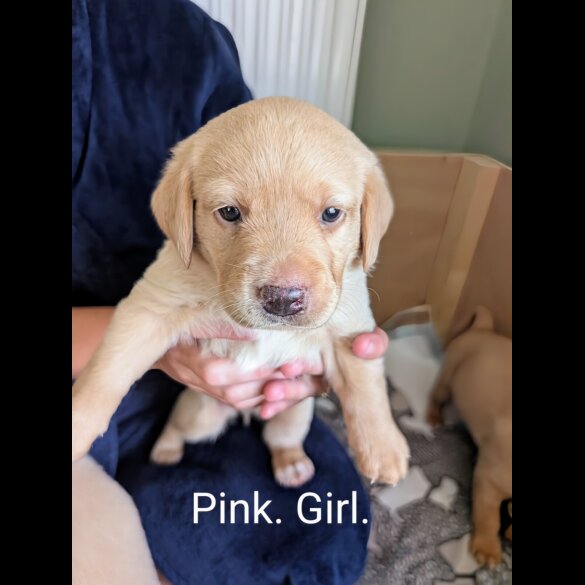 Labrador Retriever - Both