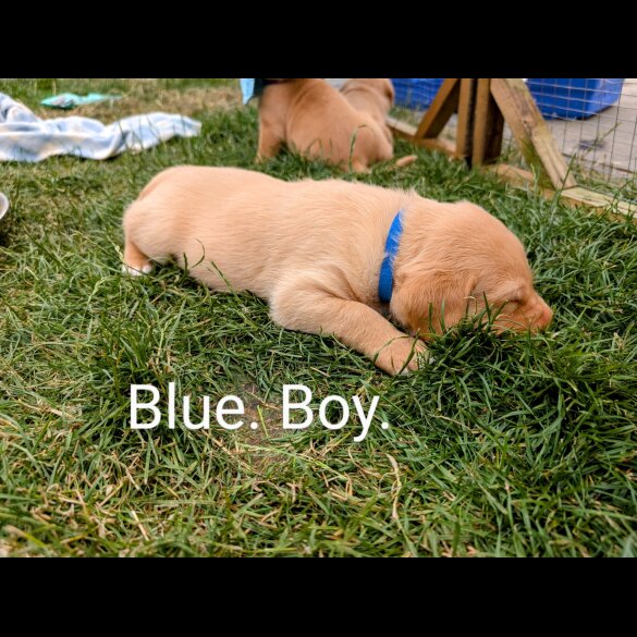 Labrador Retriever - Both