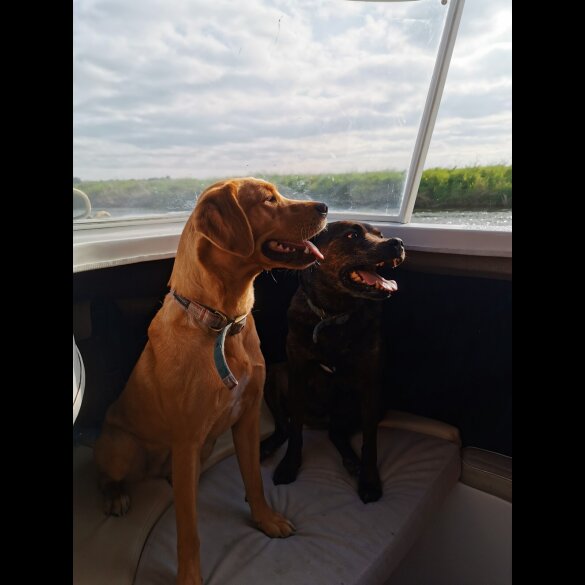 Labrador Retriever - Both