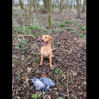 Labrador Retriever - Both