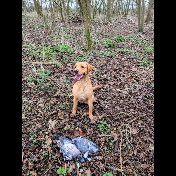 Labrador Retriever - Both