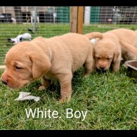 Labrador Retriever - Both